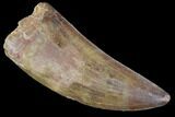 Carcharodontosaurus Tooth - Excellent Serrated, Tooth #99282-1